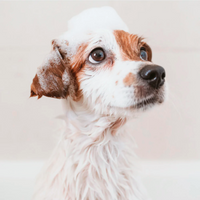 NATURAL DOG SHAMPOO